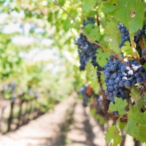 Puente del Pilar: Rioja, Bodegas y Fiestas de Miranda