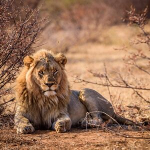 Senegal de Lujo Grupo Privado